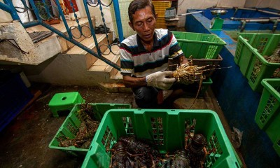 Sumbar Mulai Budidaya Lobster Laut Pada 2024 Untuk Penguatan Sektor Perikanan