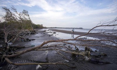 Tidak Kuat Menahan Gelombang Tinggi, Hutan Mangrove di Indramayu Rusak Parah