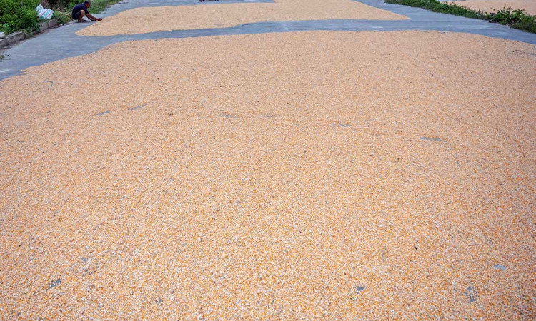 Kementan Targetkan Produksi Jagung Nasional Pada 2024 Mencapai 18 Juta Ton