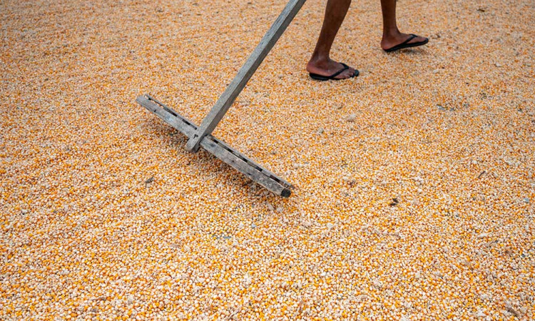 Kementan Targetkan Produksi Jagung Nasional Pada 2024 Mencapai 18 Juta Ton