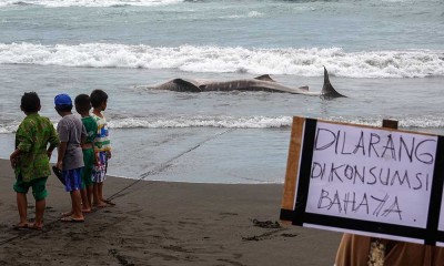 Hiu Tutul Mati Terdampar di Pantai Cilacap Jawa Tengah