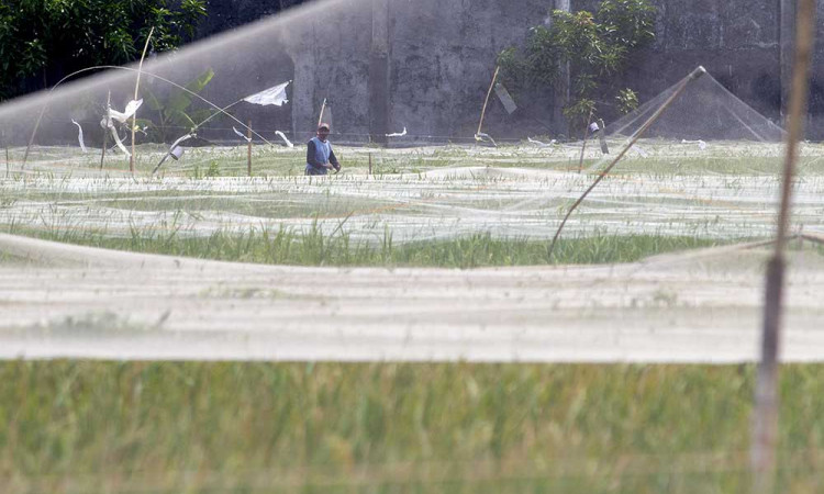 Petani di Indramayu Pasang Jaring Guna Menghalau Hama Burung di Lahan Pertanian Padi