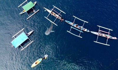 Sensasi Berenang Dengan Hiu Paus di Pantai Gorontalo