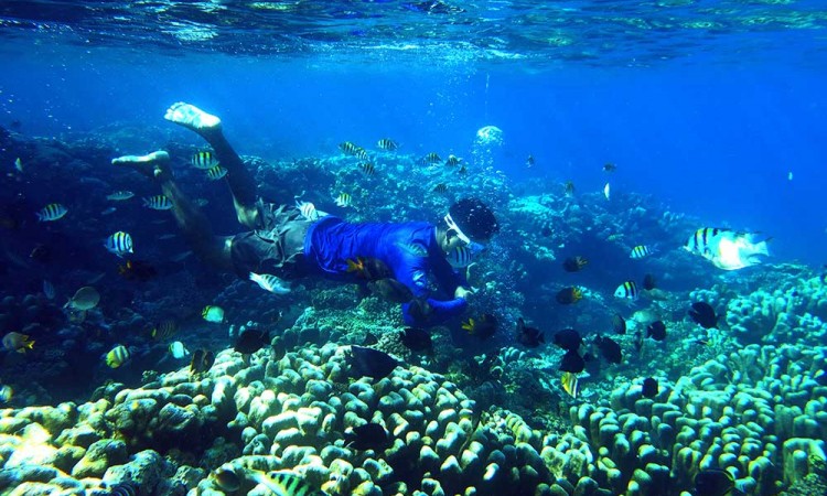 Objek Wisata Taman Laut Olele di Gorontalo Tawarkan Keindahan Alam Bawah Laut