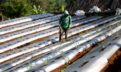 Jumlah Rumah Tangga Usaha Pertanian (RTUP) Kategori Gurem Meningkat 2,64 Juta Selama 10 Tahun Terakhir