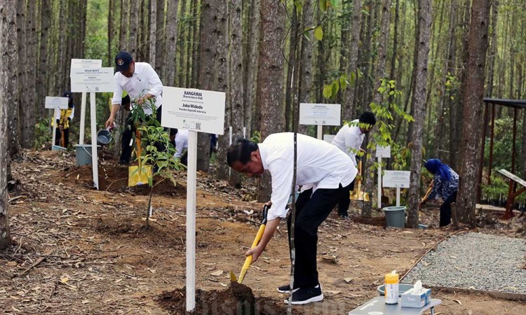 Pembangunan Miniatur Hutan Hujan Tropis di IKN