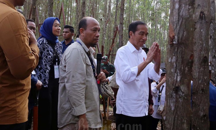 Pembangunan Miniatur Hutan Hujan Tropis di IKN