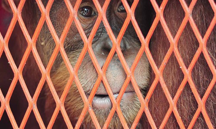 Pemulangan Tiga Orang Utan Dari Thailand