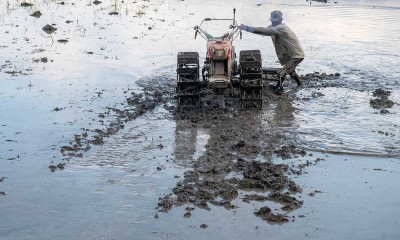 Musim Tanam Padi di Sulawesi Mundur Karena Belum Ada Hujan