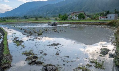 Musim Tanam Padi di Sulawesi Mundur Karena Belum Ada Hujan