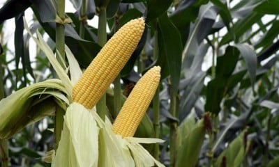 Jelang Pergantian Tahun, Petani Siap Penuhi Kebutuhan Jagung Manis