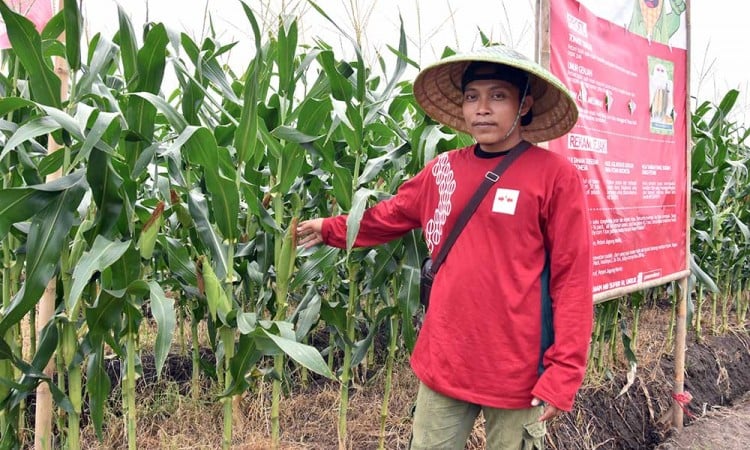 Jelang Pergantian Tahun, Petani Siap Penuhi Kebutuhan Jagung Manis