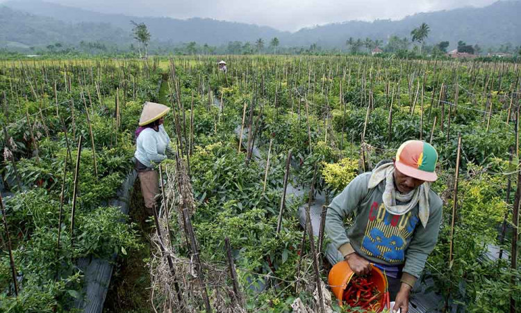 Upaya Tekan Kenaikan Harga Cabai