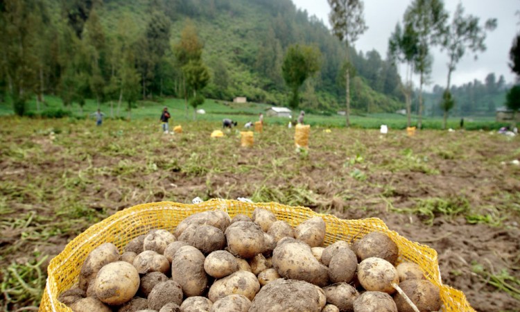 Petani Suku Tengger di Jawa Timur Alami Keterlambatan Panen Akibat Cuaca Tidak Menentu