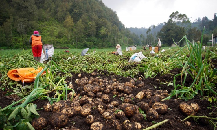 Petani Suku Tengger di Jawa Timur Alami Keterlambatan Panen Akibat Cuaca Tidak Menentu