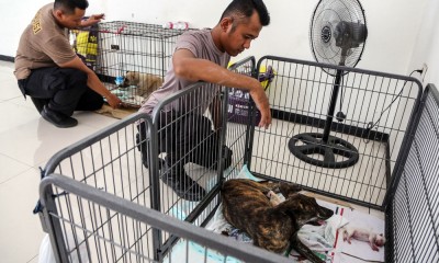 Perawatan Ratusan Anjing Yang Diselamatkan Dari Tindak Kejahatan Penyelundupan di Semarang