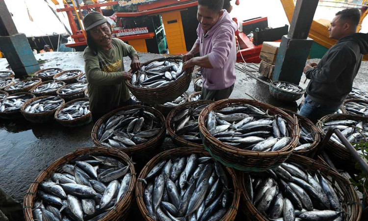 Harga Ikan Tongkol Anjlok Hingga Rp4.000 Per Kilogram