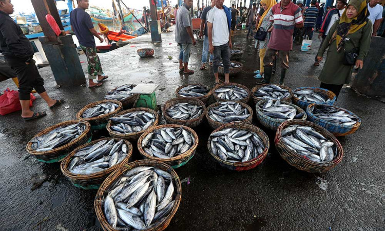Harga Ikan Tongkol Anjlok Hingga Rp4.000 Per Kilogram