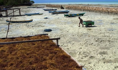 Harga Rumput Laut Anjlok Akibat Hasil Panen Yang Melimpah