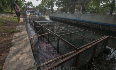 Aliran Sungai Untuk Budi Daya Ikan