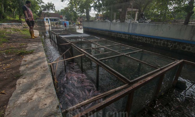 Aliran Sungai Untuk Budi Daya Ikan