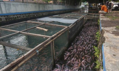 Aliran Sungai Untuk Budi Daya Ikan