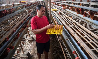 Harga Pakan Naik, Peternak Ayam Merugi Akibat Harga Jual Telur Yang Tidak Seusai