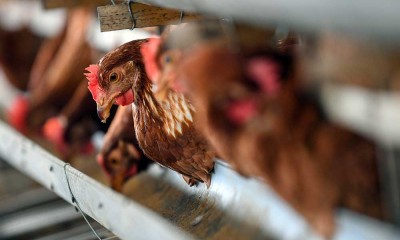 Harga Pakan Naik, Peternak Ayam Merugi Akibat Harga Jual Telur Yang Tidak Seusai