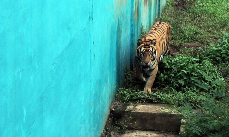 Rencana Penutupan Sementara Medan Zoo