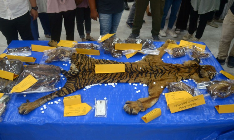 Polda Aceh Gagalkan Perdagangan Ilegal Kulit Harimau
