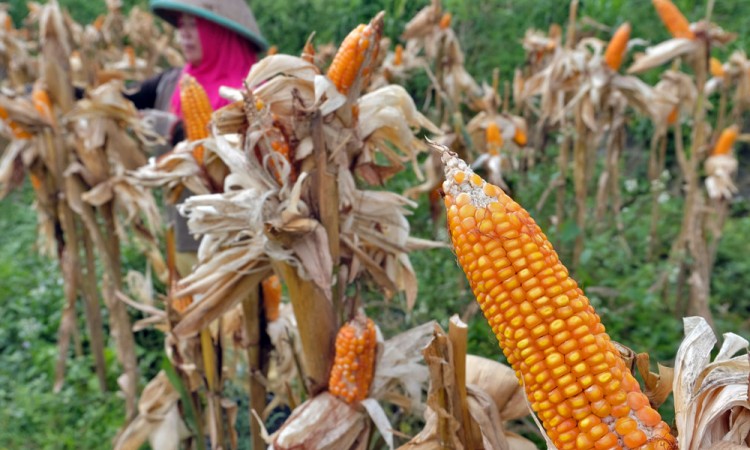 Harga Jagung Pipilan Kering di Tingkat Petani Alami Kenaikan