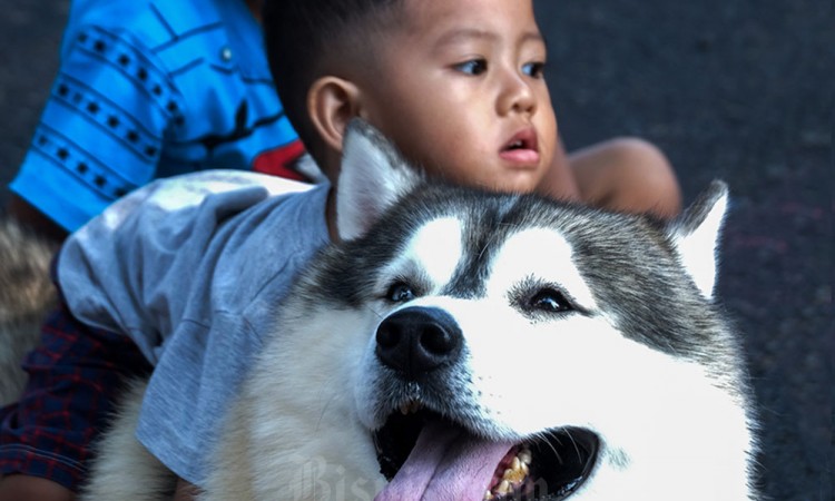 Rencana Aturan Konsumsi Daging Anjing di Solo