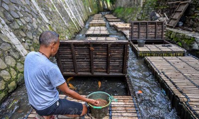 Pemanfaatan Sungai Untuk Budi Daya Ikan