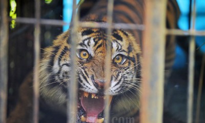 Harimau Sumatera Masuk Perangkap di Pasaman
