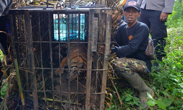 Harimau Sumatera Masuk Perangkap di Pasaman