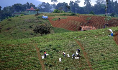 Nilai Tukar Petani di Jawa Barat Pada Januari 2024 Meningkat 0,10%