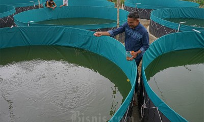 Budidaya Ikan Sistem Bioflok Dari Dana Desa