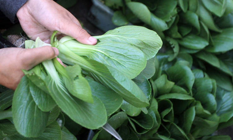 Petani Milenial di Malang Gunakan Teknologi Hidroponik