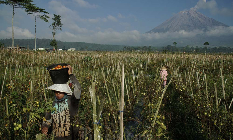 Panen Tomat Lebih Awal Antisipasi Dampak Cuaca