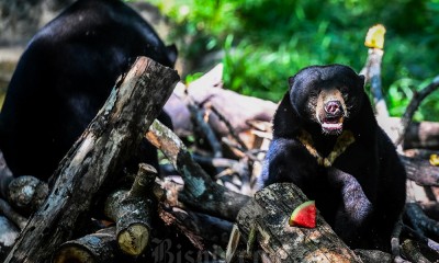 Konservasi Beruang Madu Ilegal
