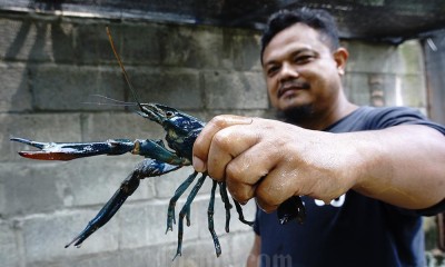 Budi Daya Lobster Air Tawar di Jombang