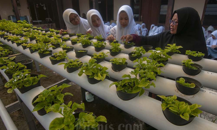 Belajar Mengenal Pertanian Hidroponik di Sekolah