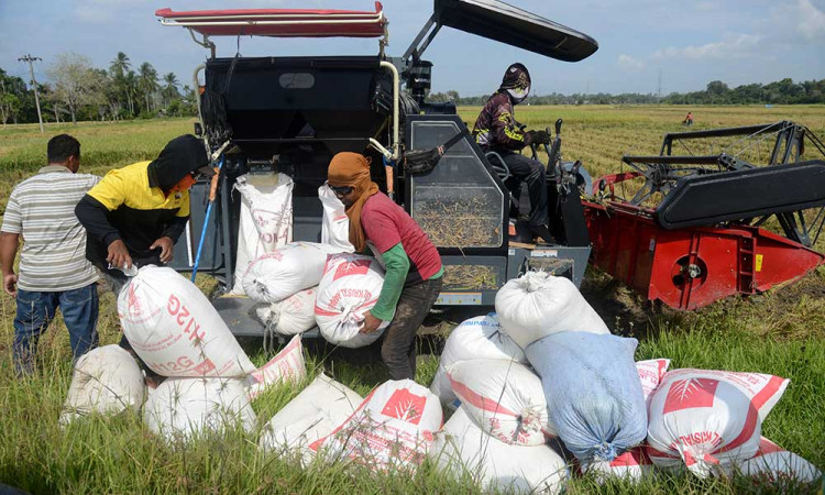 Potensi Produksi Beras Nasional Hingga April Mencapai 8,46 Juta Ton