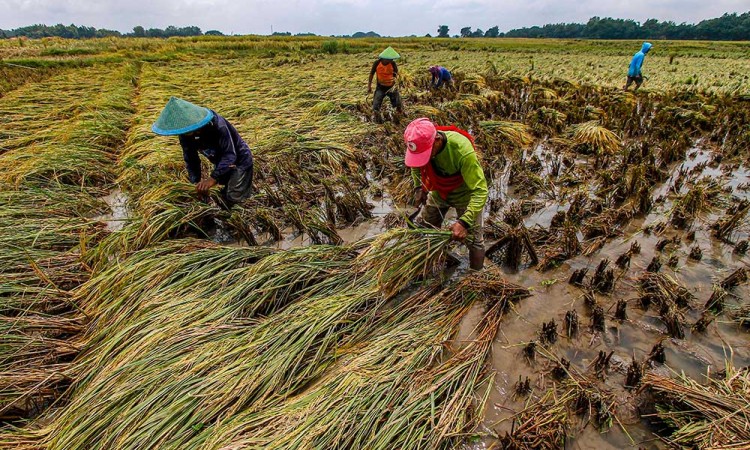 Puluhan Lahan Pertanian di Bojonegoro Rusak Akibat Banjir