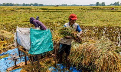 Puluhan Lahan Pertanian di Bojonegoro Rusak Akibat Banjir