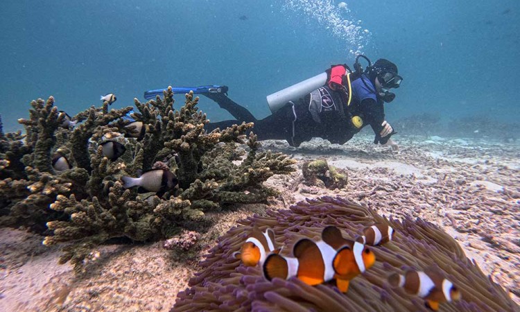 Wisata Selam (diving) di Pulau Weh Sabang Menjadi Destinasi Unggualan