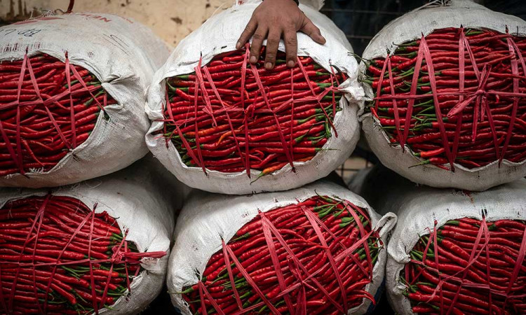 Harga Cabai Merah Keriting di Jakarta Melonjak Hingga Rp100.000 Per Kilogram