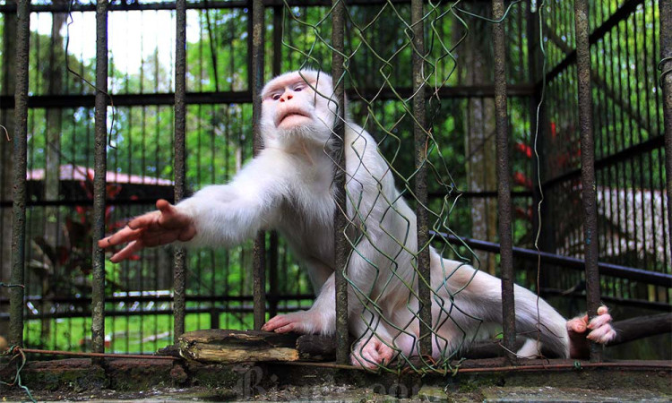 Rencana Relokasi Satwa Medan Zoo