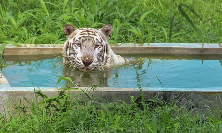Rencana Relokasi Satwa Medan Zoo
