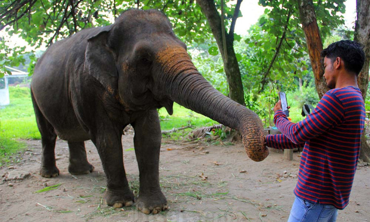 Rencana Relokasi Satwa Medan Zoo